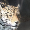 天王寺動物園