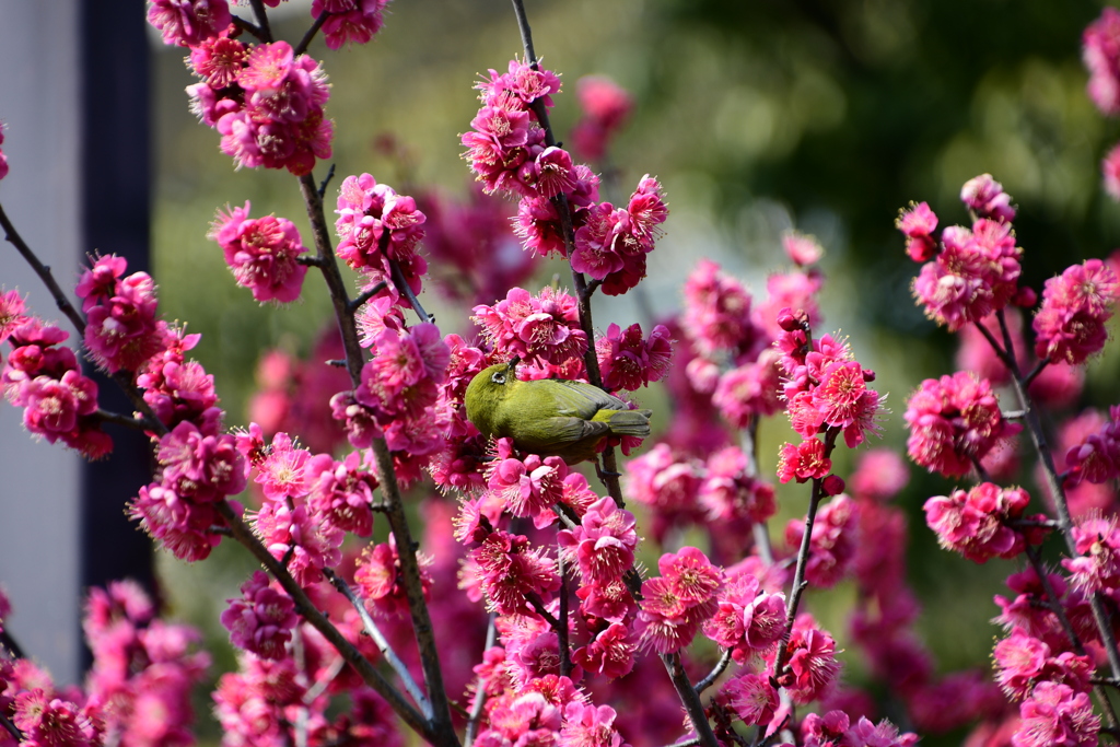 元浜緑地公園の３
