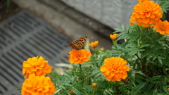 中之島公園　バラ園