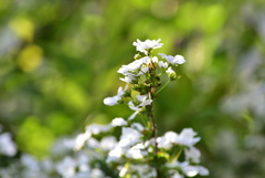 大野川緑陰道路その２