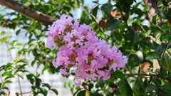 万博会場で咲いていた百日紅