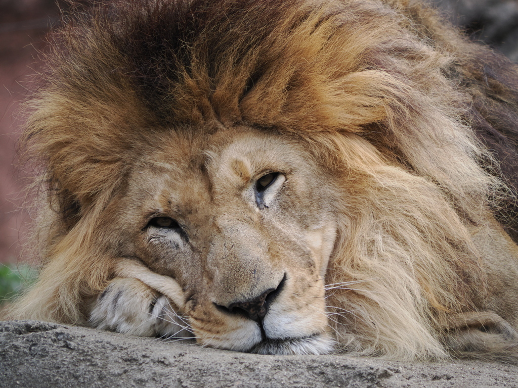天王寺動物園昼寝のライオン
