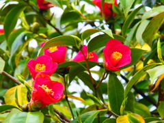 大野川緑陰道路、やぶつばき