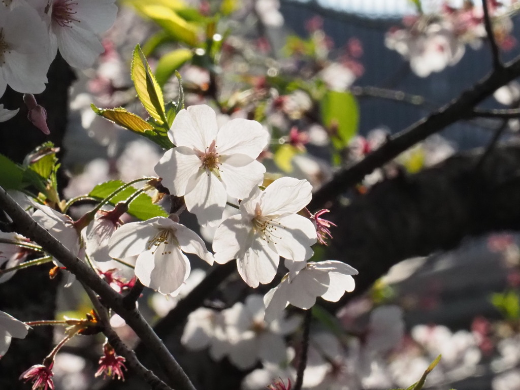 大野川緑陰道路、寂し気な桜