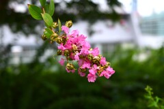 百日紅（サルスベリ）扇町公園