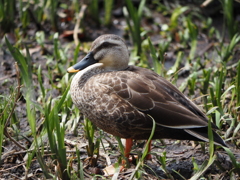 元浜緑地公園のカモ