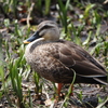 元浜緑地公園のカモ