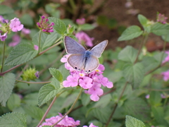 そ～と近づいたみた　ヤマトシジミ