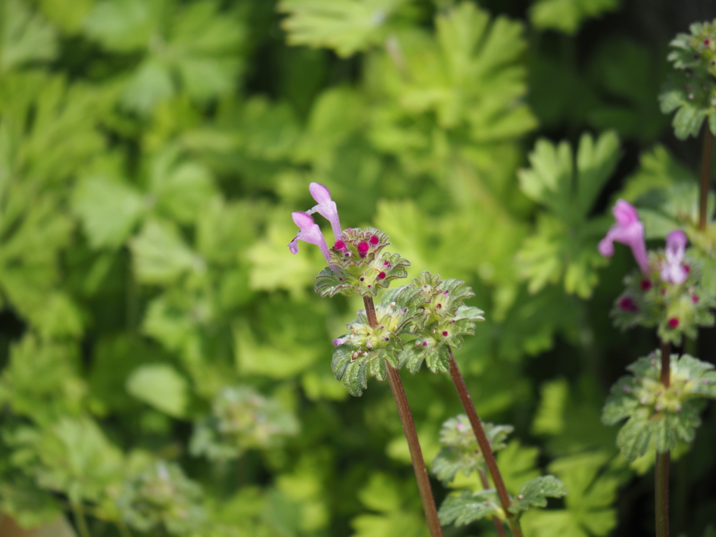 空地に咲く君の名は？
