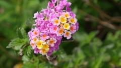 NHK大阪の花壇