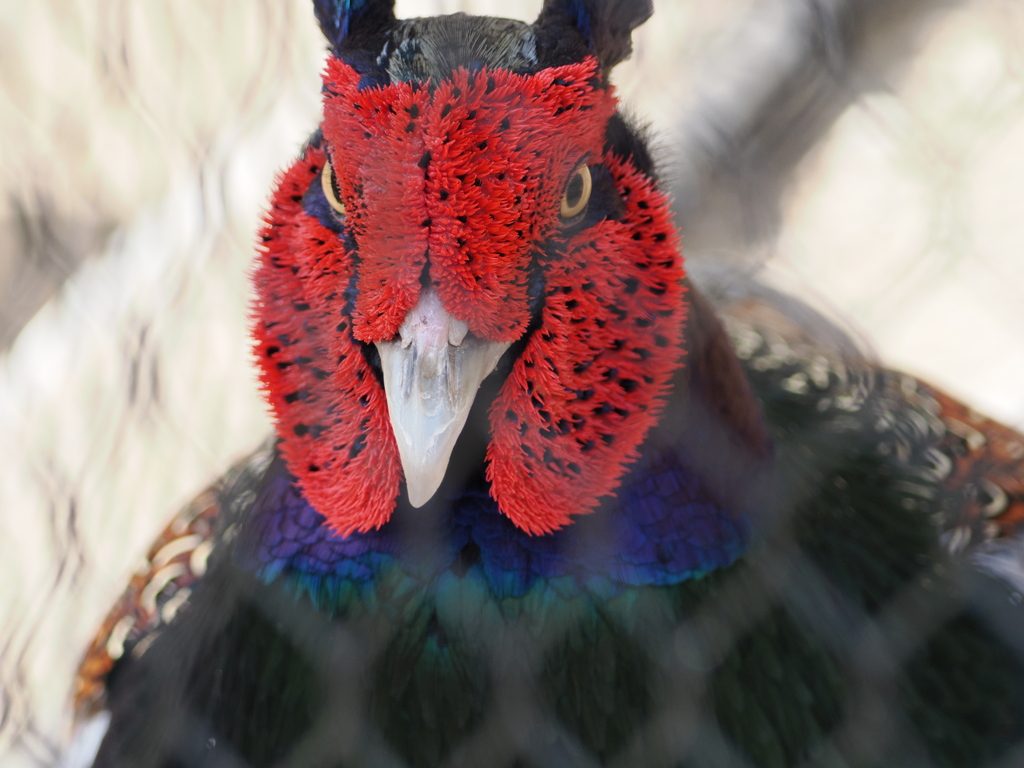 天王寺動物園、睨まれた。