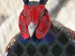 天王寺動物園、睨まれた。