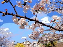 OMのリーニュクレール使ってみたの２