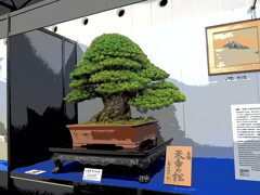 盆栽展のお高そうな物