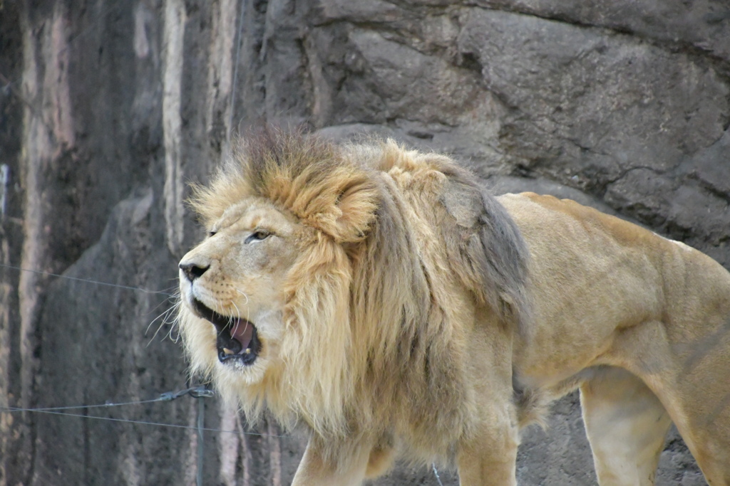 タテガミあっても、寒いって言うてんねん！