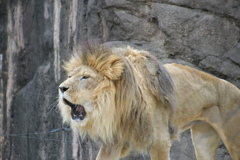 タテガミあっても、寒いって言うてんねん！