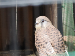天王寺動物園