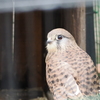 天王寺動物園