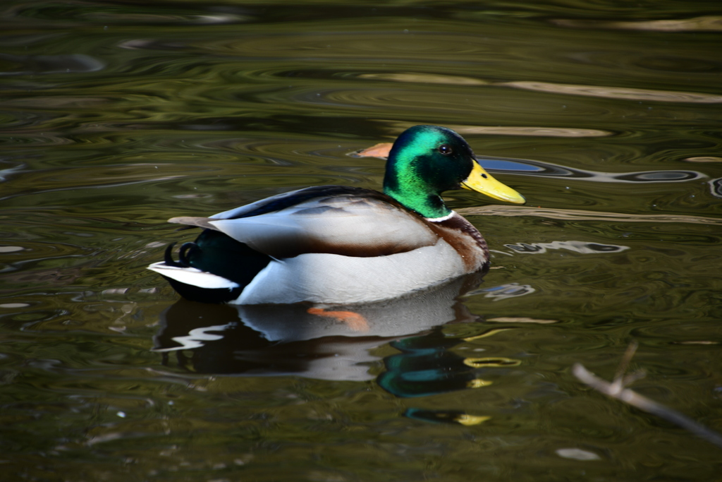 元浜緑地公園の５