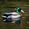 元浜緑地公園の５