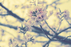 G7Xで遊んでみた