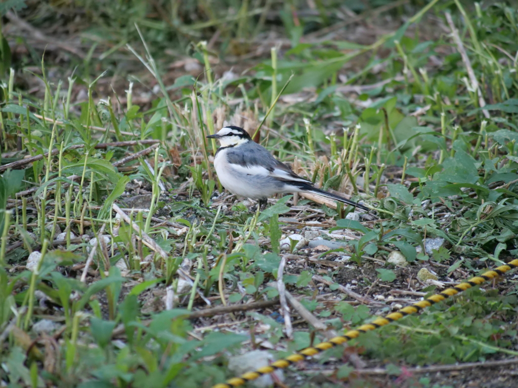 撮ったの忘れてた、ごめん。