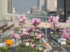 三ノ宮駅前の花壇の１