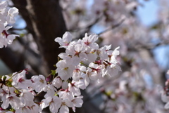 淀商業高等学校の桜