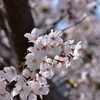 淀商業高等学校の桜