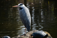 元浜緑地公園の４