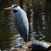 元浜緑地公園の４