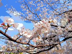 OMのリーニュクレール使ってみたの１