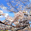 OMのリーニュクレール使ってみたの１