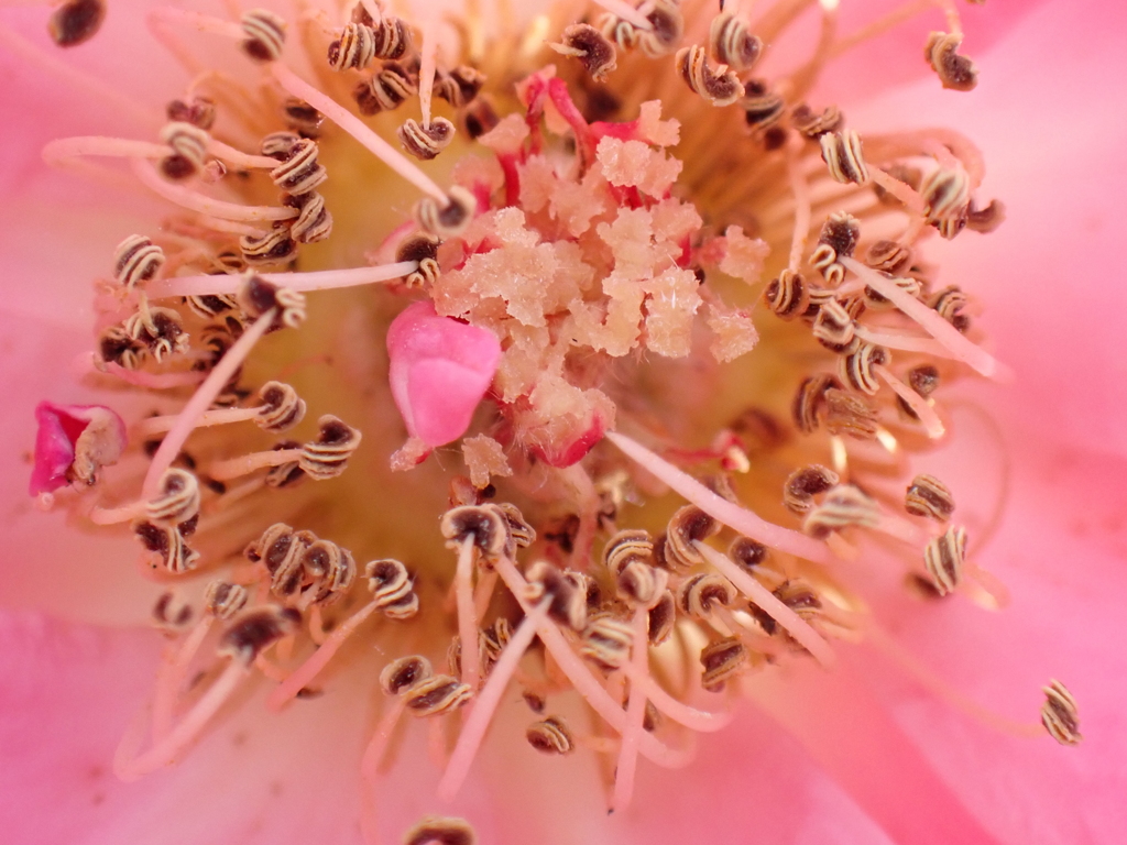 中之島公園　バラ園　