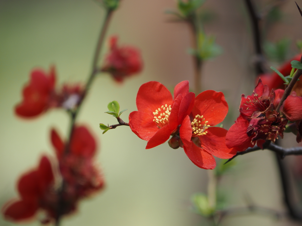 元浜緑地公園の花・・・名前は知りません。