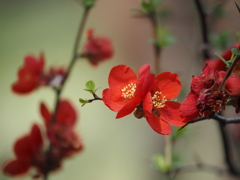 元浜緑地公園の花・・・名前は知りません。