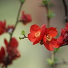 元浜緑地公園の花・・・名前は知りません。