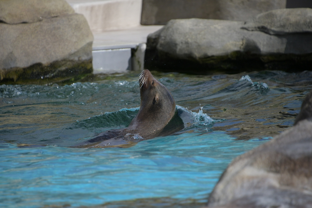寒中水泳、一緒にどう？