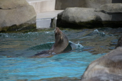 寒中水泳、一緒にどう？