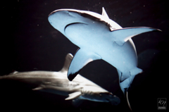 Dancing Shark