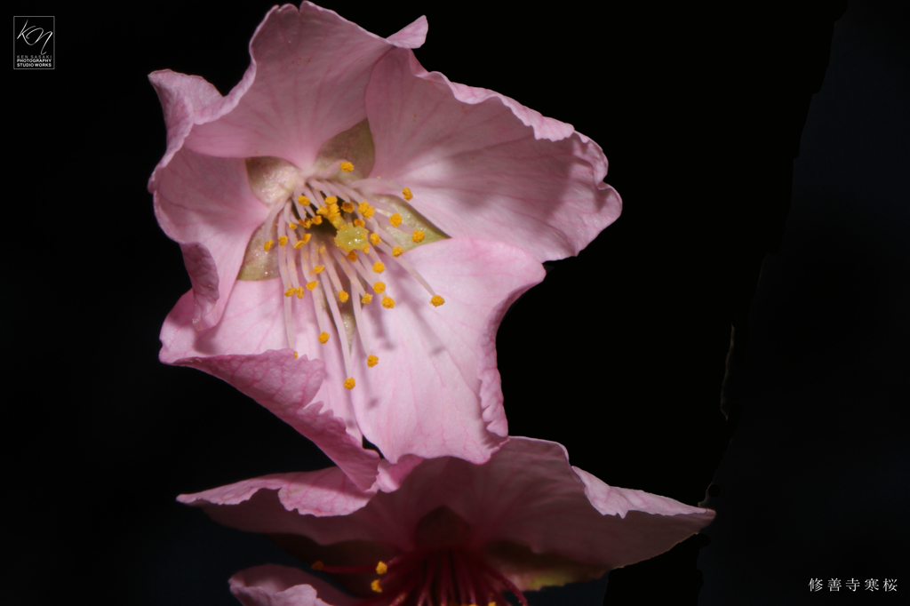 修善寺寒桜