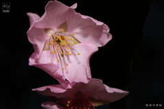 修善寺寒桜