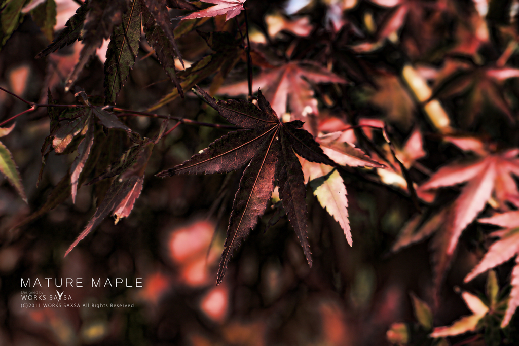 MATURE MAPLE
