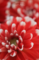 Dahlia Carpet