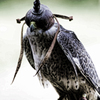 Armed Falcon
