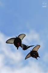 Aerial Combat