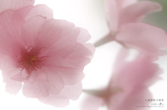 八重紫桜の視界