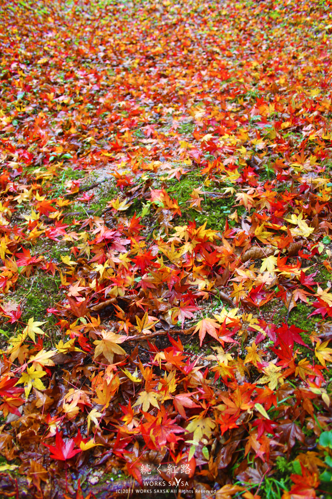 続く紅路