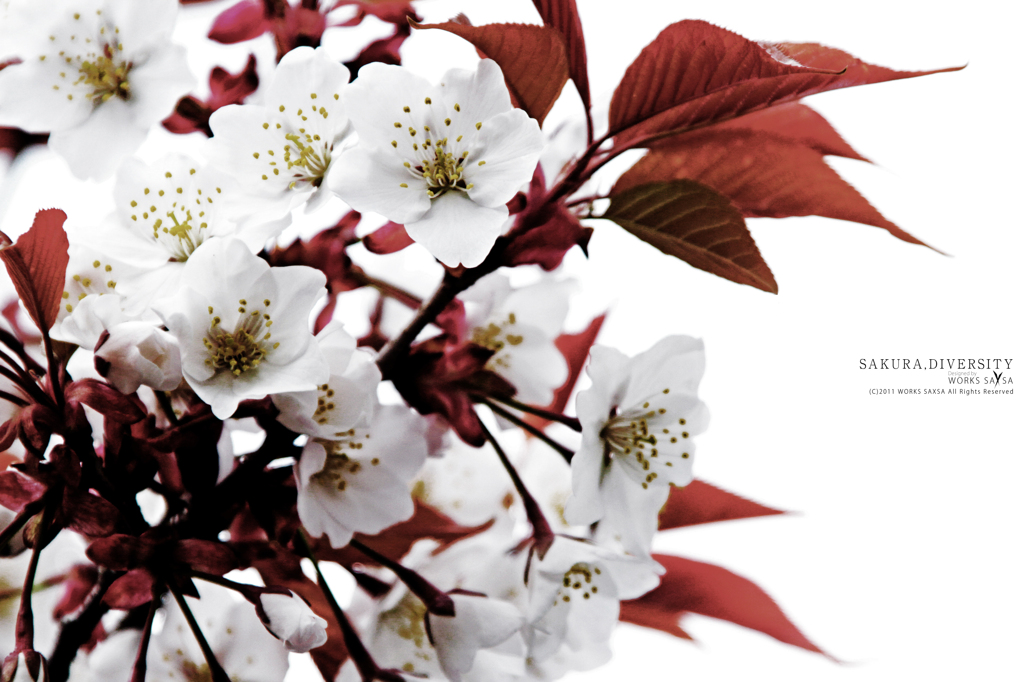 SAKURA,DIVERSITY