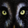Eyes from the Darkness